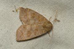 Ipimorpha subtusa