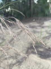 Aristida ramosa