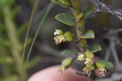 Fernandezia crystallina