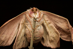 Lepidoptera