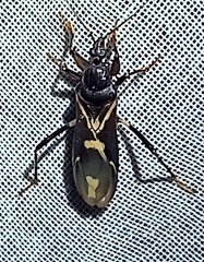 Rasahus sulcicollis