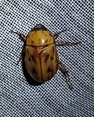 Cyclocephala lunulata