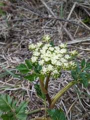 Myrrhidendron glaucescens