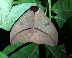 Automeris belti