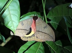 Automeris belti