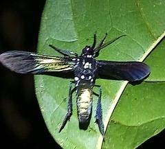 Macrocneme chrysitis