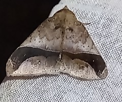 Ophisma diatonica