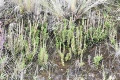 Fernandezia crystallina