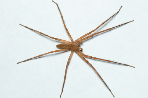 American Nursery Web Spider, photo 3 of 10