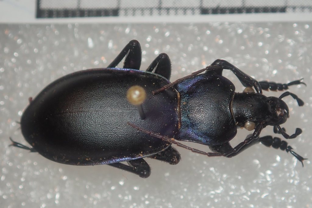 Violet Ground Beetle