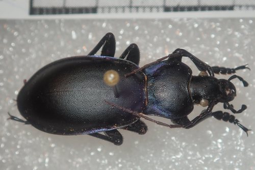Violet Ground Beetle