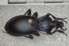 Carabus violaceus wolffii