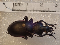 Carabus violaceus wolffii