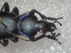 Carabus violaceus wolffii