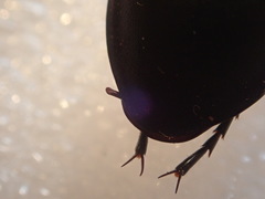 Carabus violaceus wolffii