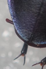 Carabus violaceus wolffii