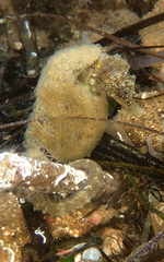 Aplidium glabrum