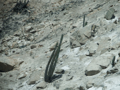 Giant Cereus (Weberbauerocereus cephalomacrostibas)