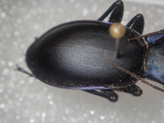 Carabus violaceus wolffii