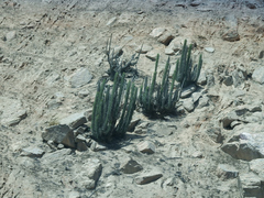 Corryocactus brachypetalus
