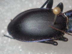 Carabus violaceus wolffii