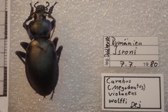 Carabus violaceus wolffii