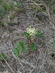 Myrrhidendron glaucescens