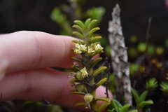 Fernandezia crystallina