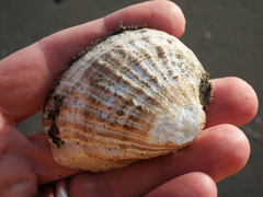 Concholepas concholepas