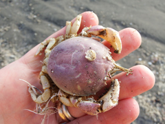 Pseudocorystes sicarius