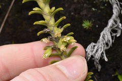 Fernandezia crystallina