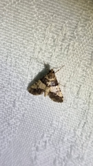 Nacoleia mesochlora