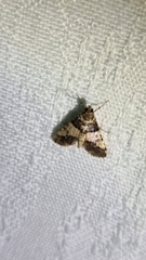 Nacoleia mesochlora