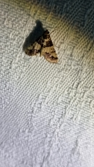 Nacoleia mesochlora
