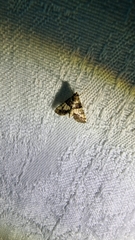 Nacoleia mesochlora