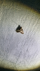 Nacoleia mesochlora