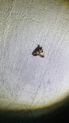 Nacoleia mesochlora