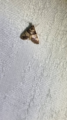 Nacoleia mesochlora