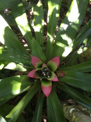 Nidularium innocentii