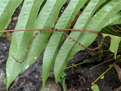 Drynaria meyeniana