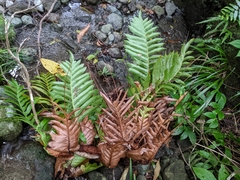 Drynaria meyeniana