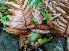 Drynaria meyeniana