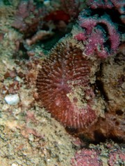 Ctenactis