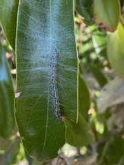 Epicorsia oedipodalis