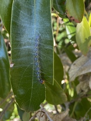 Epicorsia oedipodalis