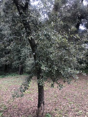 Quercus ilex