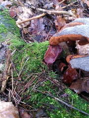 Auricularia auricula-judae