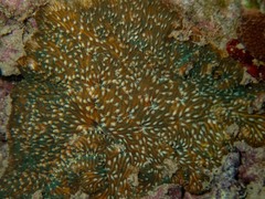 Cycloseris explanulata