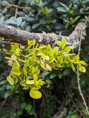 Dendrophthora clavata