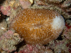 Ctenactis